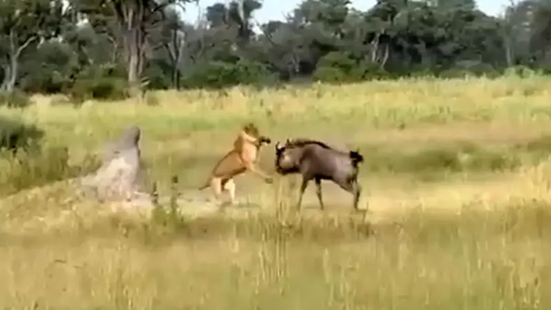 فیلم لحظات مهیج شکار گاومیش توسط شیر