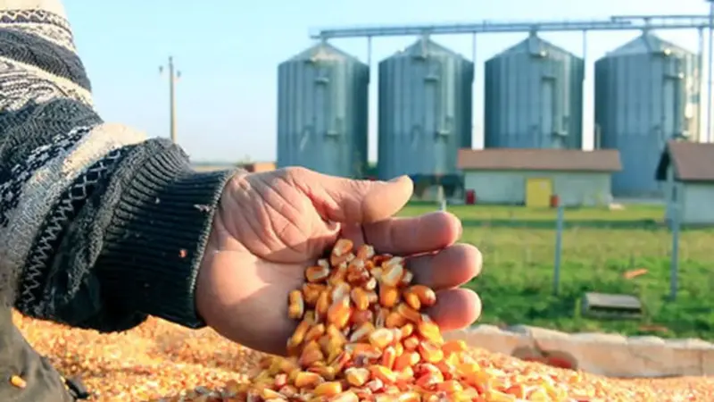 چرا قیمت نهاده‌های دامی در ایران ۶ برابر شد؟ سقوط جهانی و بحران داخلی همزمان!