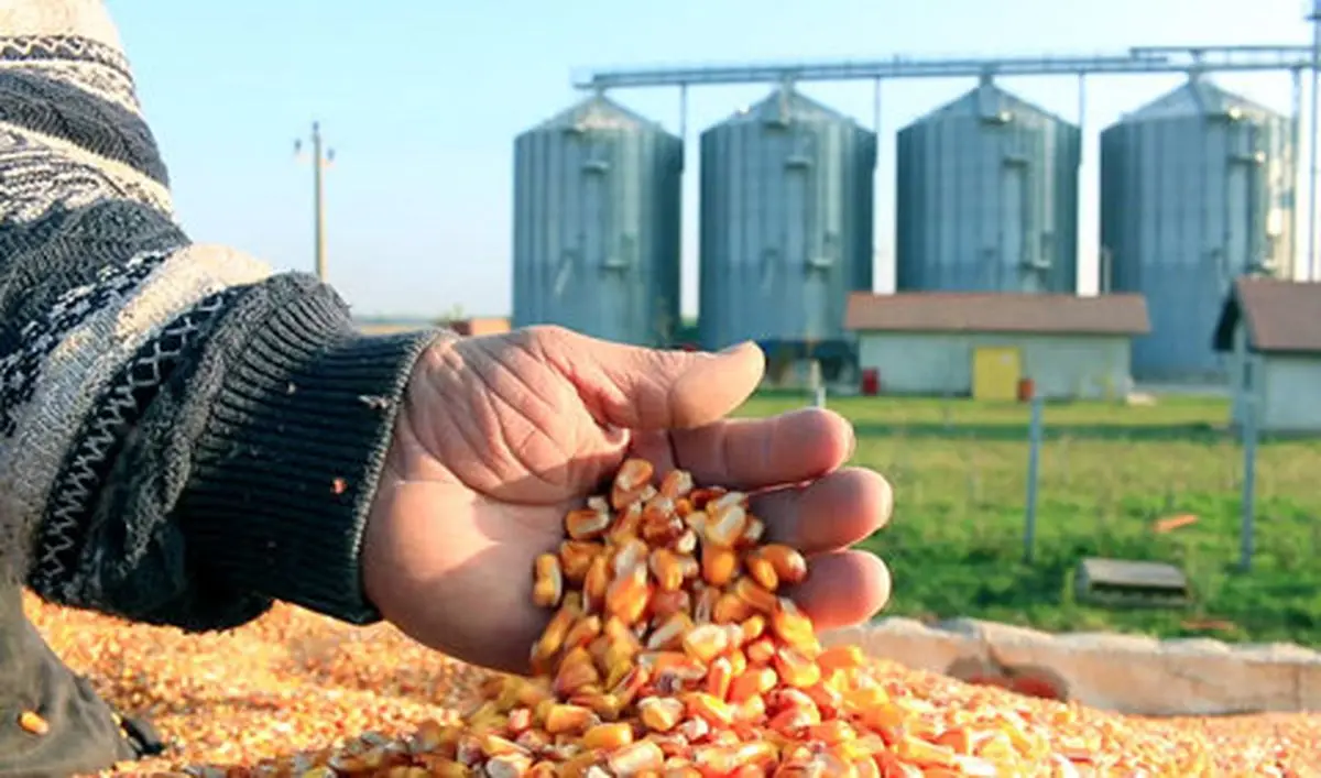 چرا قیمت نهاده‌های دامی در ایران ۶ برابر شد؟ سقوط جهانی و بحران داخلی همزمان!