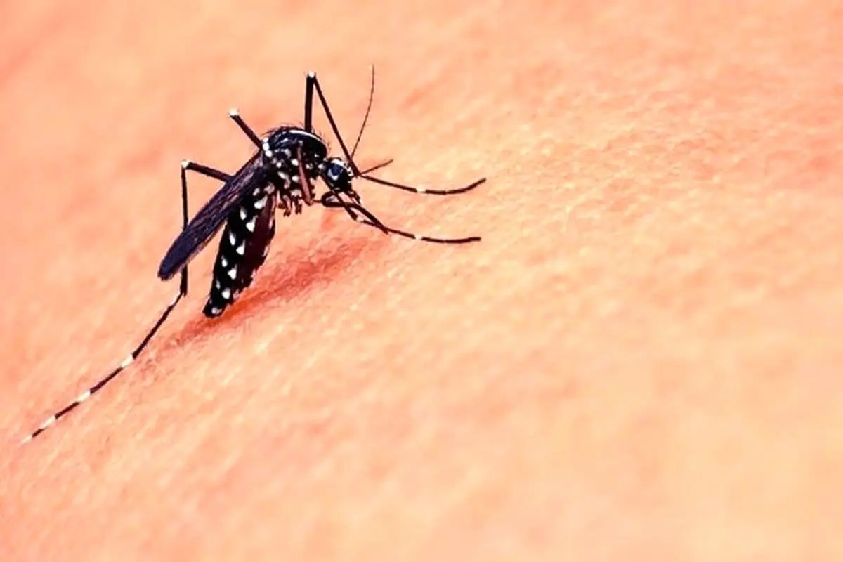 زنگ خطر جدی در هرمزگان؛ افزایش ۱۲ برابری مبتلایان تب دنگی و ورود تیم WHO به میدان