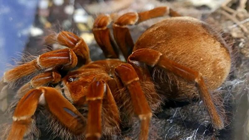 کشف عنکبوت یاقوتی که همه را شگفت‌زده کرد