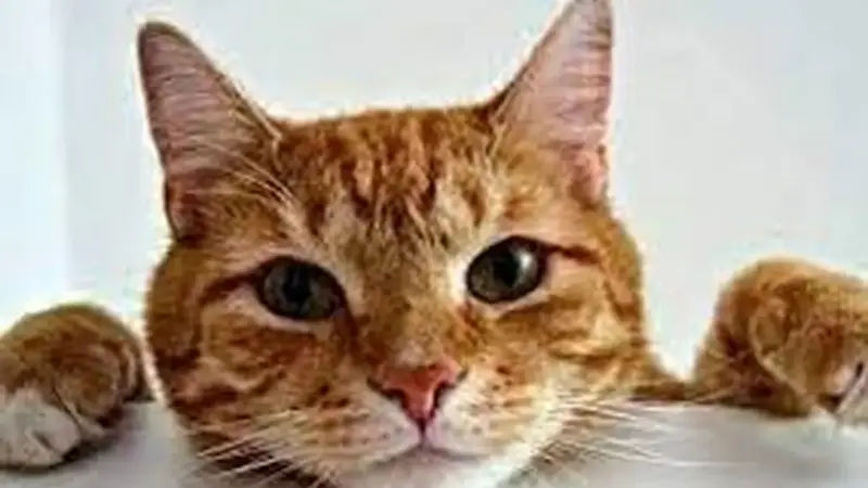 وقتی یک گربه بازیگر ناخواسته آنتن زنده صداوسیما را تسخیر کرد!