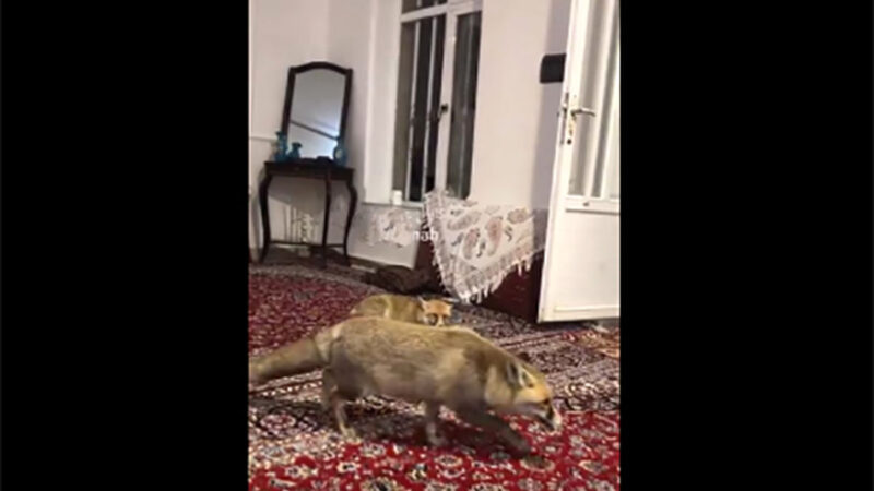 روباه‌های سرمازده در شب برفی، به خانه مردم پناه بردند؛ صحنه‌ای دیدنی و خاص