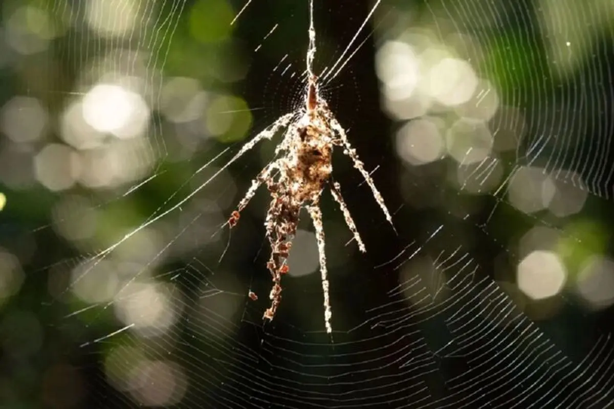 عنکبوت‌های آمازون نسخه‌های جعلی خود را در تار می‌بافند؛ شاهکار طبیعی که حیرت‌انگیز است!