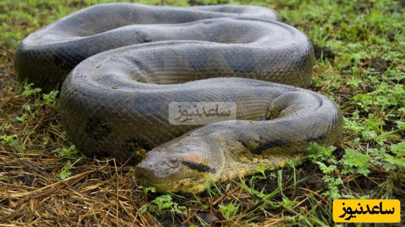 مردی که داوطلبانه در آغوش مار آناکوندا رفت؛ ماجرایی که قلب‌ها را به تپش انداخت!