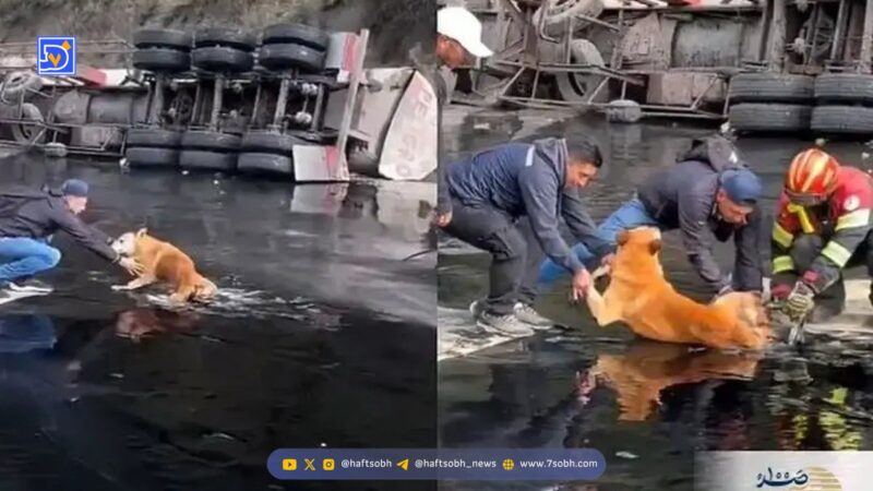 نجات معجزه‌آسای سگ گرفتار در قیر داغ پس از واژگونی کامیون در کیتو!