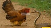 نبرد نفس‌گیر مرغ مادر با شاه‌کبرا برای نجات جوجه‌هایش در دل مرغداری!