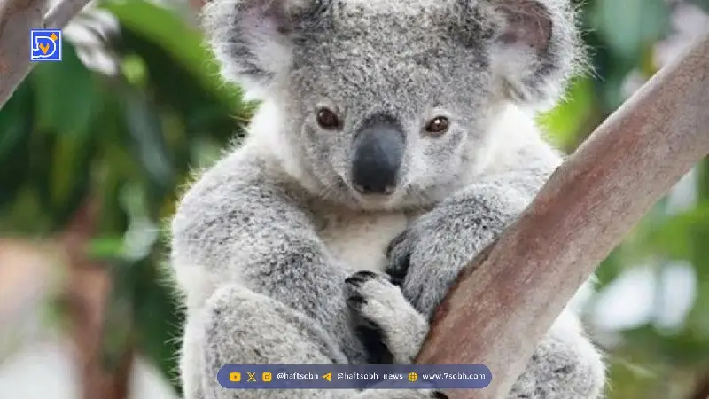 کوالایی که انگار خوابش سنگین‌تر از همیشه است؛ تماشای این خواب عجیب حیرت‌آور است!