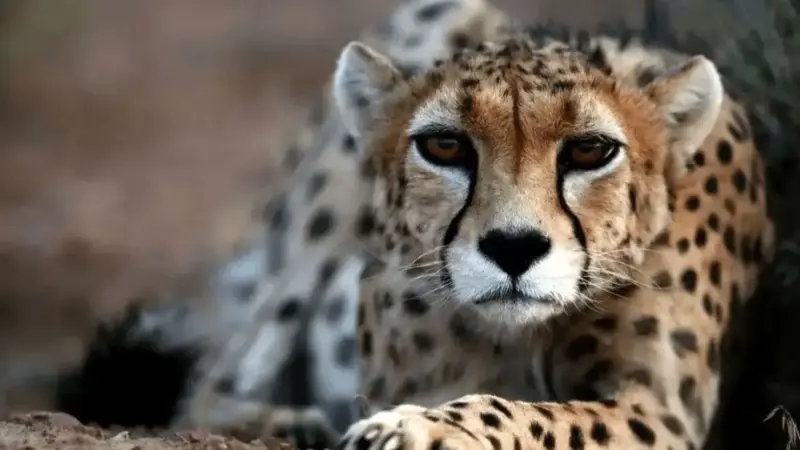 یوزپلنگ نر «هیوا» پس از سال‌ها شناسایی شد؛ ویدئوی دیدنی از لحظه شکار!