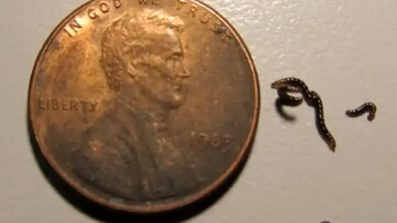 کشف حیرت‌انگیز؛ تنها حشره قطب جنوب که میکروپلاستیک‌ها را می‌بلعد!