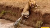 تماشای قدرت بی‌رحمانه سلطان رودخانه در مستند حیات وحش که نفس‌ها را در سینه حبس می‌کند!