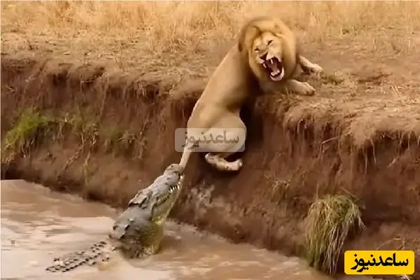 تماشای قدرت بی‌رحمانه سلطان رودخانه در مستند حیات وحش که نفس‌ها را در سینه حبس می‌کند!