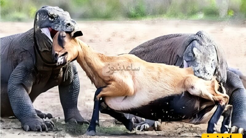 آشنایی با بی‌رحم‌ترین شکارچیان طبیعت؛ از خرس گریزلی تا اژدهای کومودو خونخوار