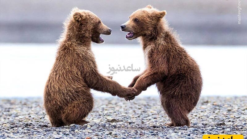 تماشای لحظه‌ای نادر از الاکلنگ‌بازی دو خرس در باغ‌وحش نیویورک!