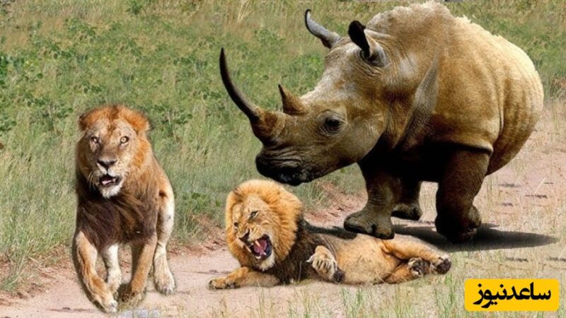 تلاش نفس‌گیر شیر برای شکار کرگدن؛ نبردی که نفس‌ها را در سینه حبس کرد!