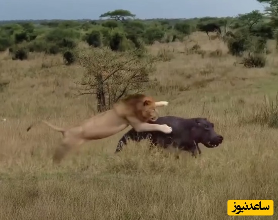 نبرد نفسگیر شیر نر با اسب‌آبی در مستند حیات وحش امروز!