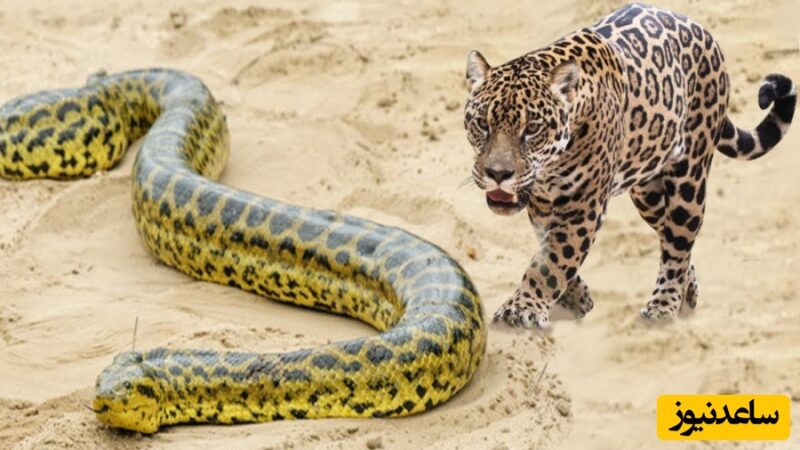 لحظه نفس‌گیر شکار مار آناکوندای غول‌پیکر توسط جگوار در دل رودخانه آمازون!