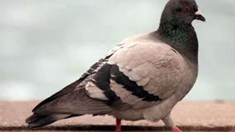 کبوتران جاسوس روسیه: پهپادهای زنده با هوش مصنوعی در آسمان ایران!