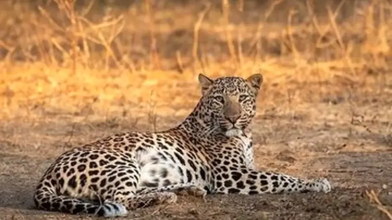 شکار نادر یک پلنگ ایرانی در ارتفاعات تهران؛ تصویری که همه را شگفت‌زده کرد!