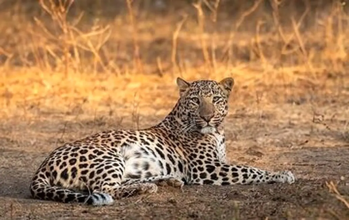 شکار نادر یک پلنگ ایرانی در ارتفاعات تهران؛ تصویری که همه را شگفت‌زده کرد!