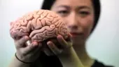 راز جوان ماندن مغز؛ چگونه عضلات قوی و چربی کمتر مغز را درخشان نگه می‌دارد؟