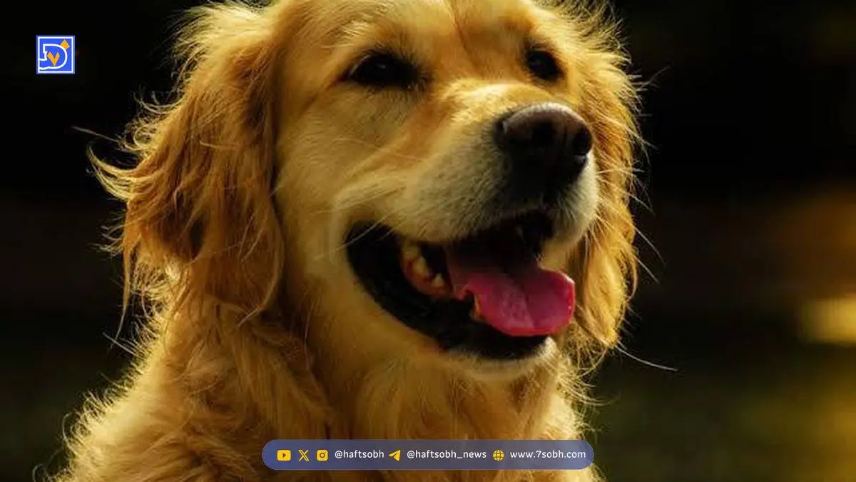 کشف شگفت‌انگیز: ریشه‌های ژنتیکی مشترک انسان و سگ گلدن رتریور فاش شد!