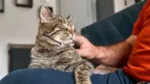 گربه‌ها چرا مردان را بیشتر دوست دارند؟ پژوهشی که همه را شگفت‌زده کرد!