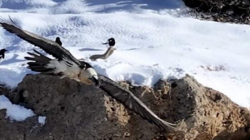 بازگشت شگفت‌انگیز «همای سعادت» به چهارمحال؛ نماد خوش‌یُمنی در دل طبیعت!