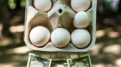 شوک جدید بازار؛ قیمت شانه تخم‌مرغ به ۲۴۵ هزار تومان رسید!