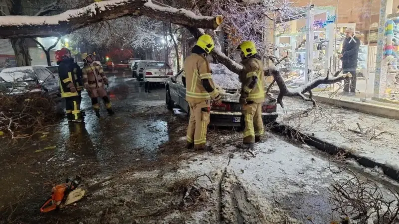 سقوط درخت تنومند بر دو خودرو در خیابان مطهری مشهد؛ هشدار جدی آتش‌نشانی به شهروندان