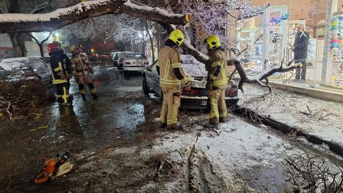 سقوط درخت تنومند بر دو خودرو در خیابان مطهری مشهد؛ هشدار جدی آتش‌نشانی به شهروندان