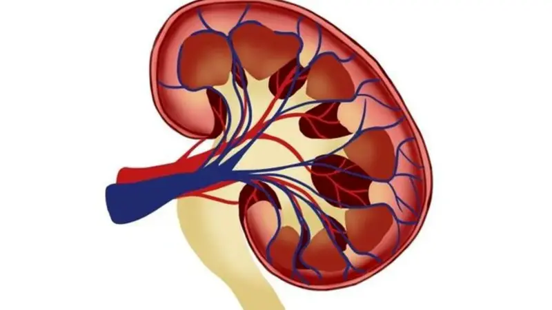 هشدار پزشکی: ترکیب ایبوپروفن و کافئین چگونه کلیه‌ها را تهدید می‌کند؟