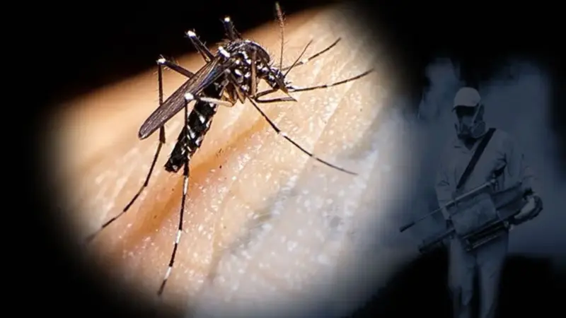 هشدار جدی به کیش: بارندگی‌ها باعث رشد سریع پشه‌های ناقل ۴ بیماری خطرناک می‌شود!