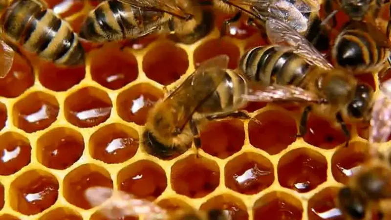 شگرد ۵ ثانیه‌ای برای تشخیص عسل اصل از تقلبی که همه باید بدانند!