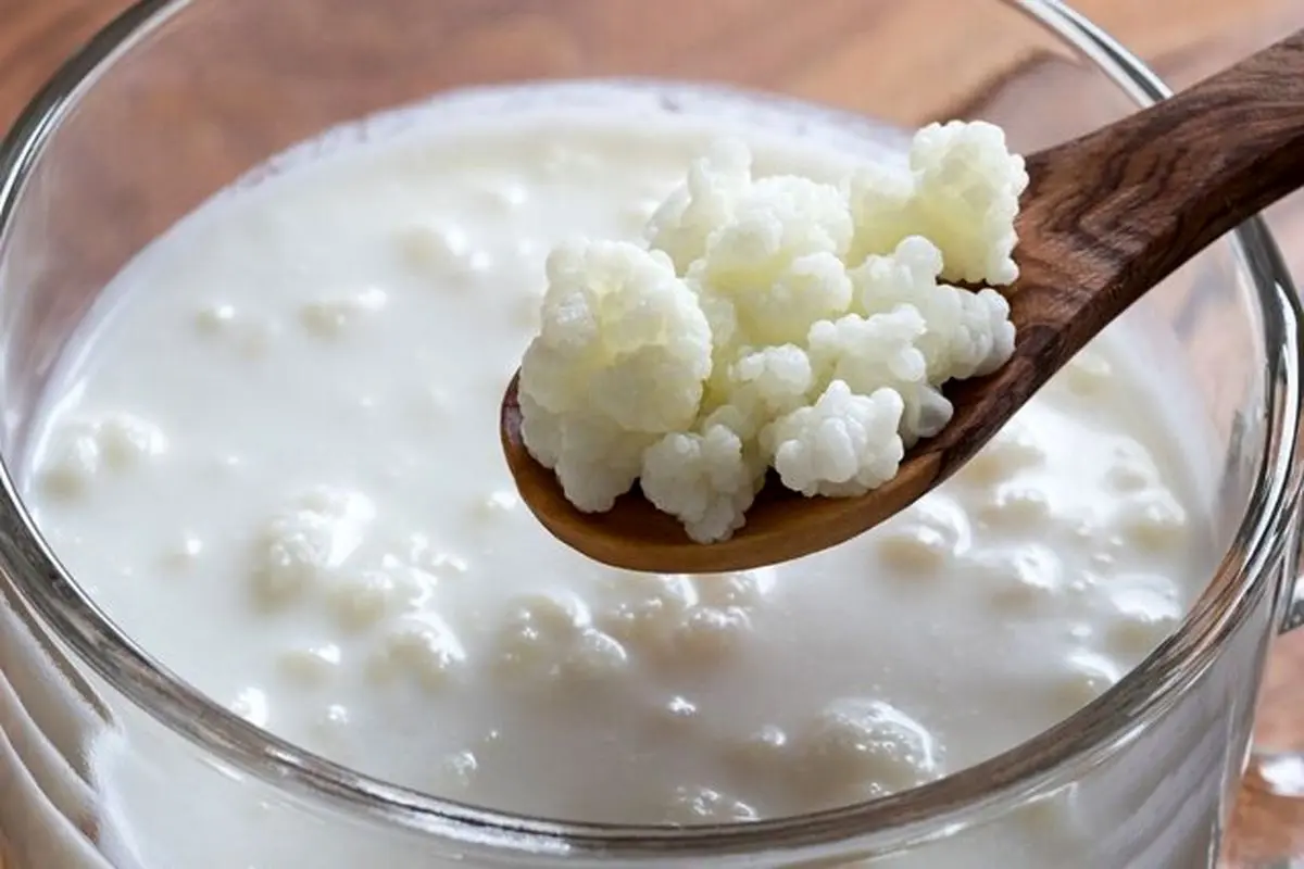 کفیر چگونه روند پیری را معکوس می‌کند؟ کشف تازه دانشمندان ژاپنی