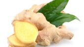 زنجبیل و سیستم ایمنی؛ اثرات دارویی و نکات ایمنی در فصل سرما