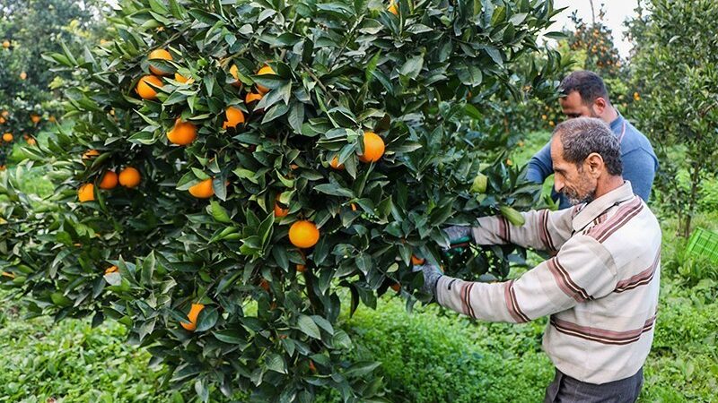 کشاورزی ‌مبتنی بر فناوری در شمال/ شناسنامه الکترونیکی باغات صادر شد