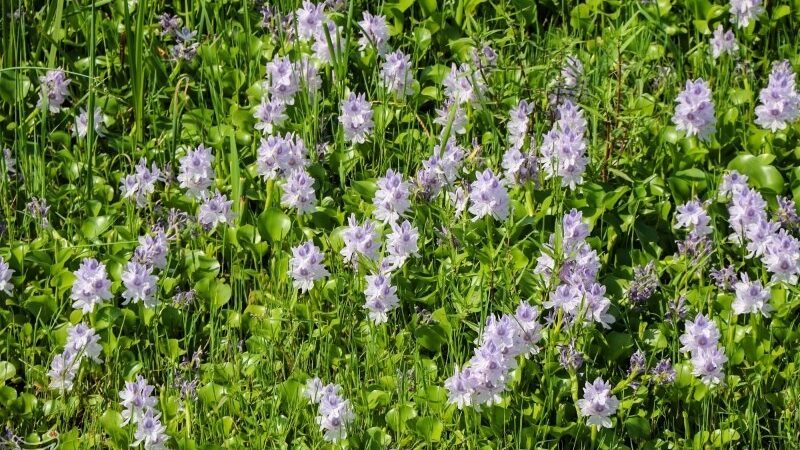 اکوسیستم شمال زیر تیغ «شیطان بنفش»/ خطر زیبایی مرگبار