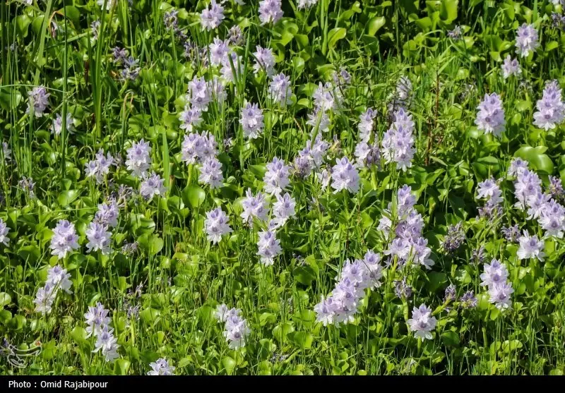 اکوسیستم شمال زیر تیغ «شیطان بنفش»/ خطر زیبایی مرگبار