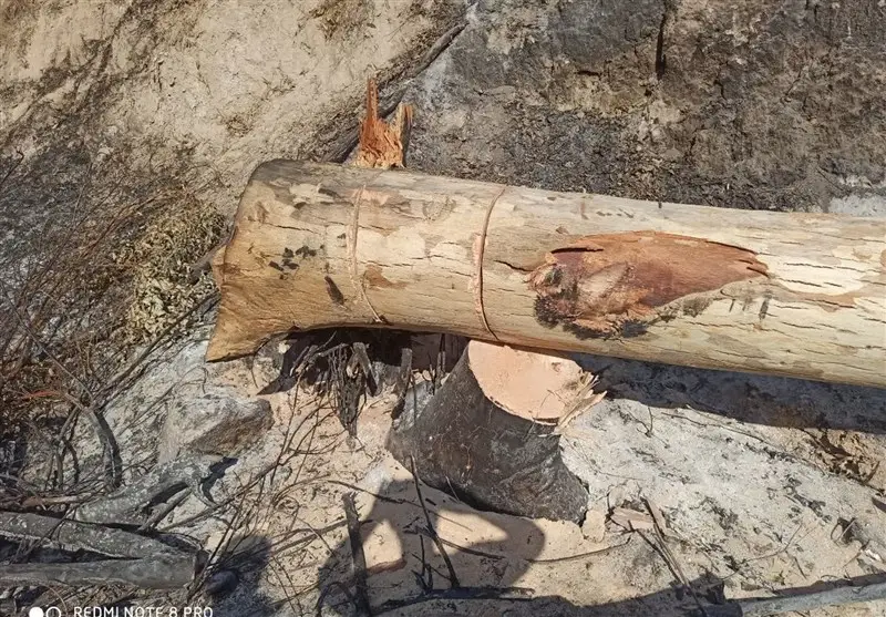 آماده‌باش کامل منابع طبیعی گلستان/برخورد با متخلفان در عرصه‌های جنگلی