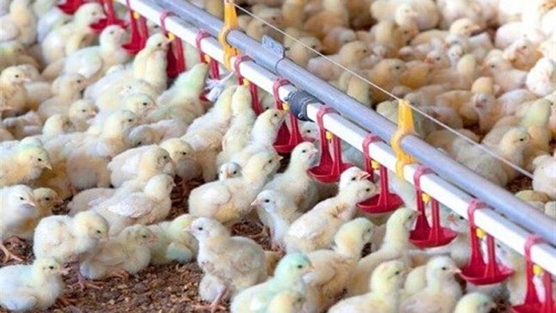 افزایش 14 درصدی جوجه‌ریزی در چهارمحال و بختیاری