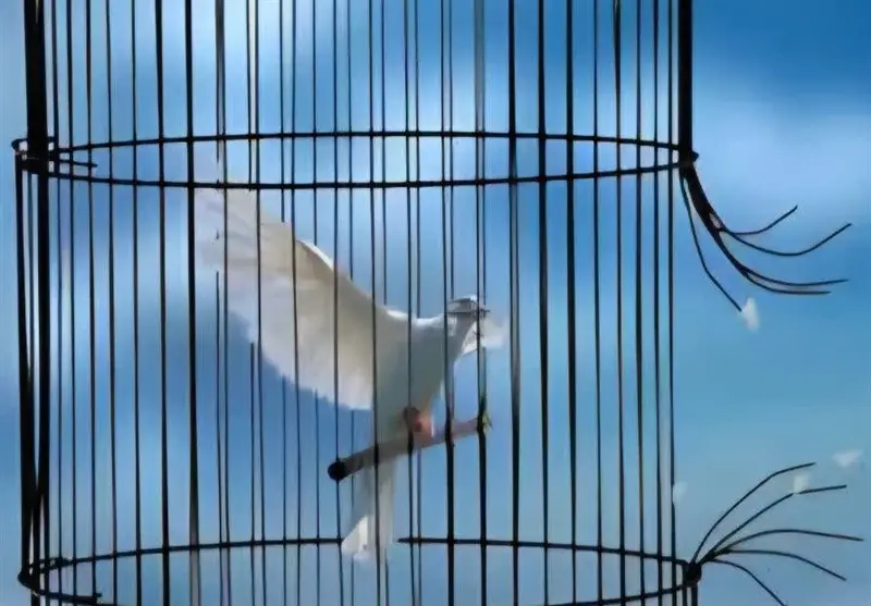 رضایت اولیای دم پای چوبه دار؛ قاتل از قصاص نجات یافت