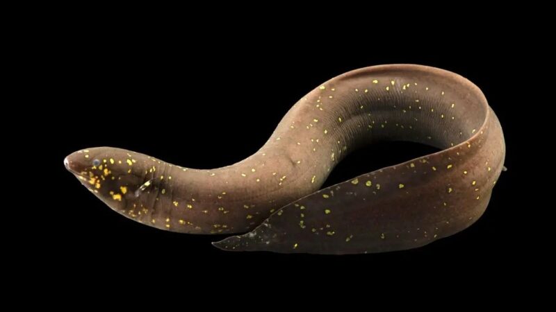 میراث ۴۰۰ میلیون ساله در دل یک ماهی کشف شد