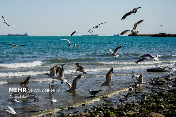 خلیج فارس از شنبه متلاطم می‌شود