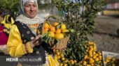 دومین جشنواره شکرانه برداشت پرتقال در روستای پرشکوه لنگرود آغاز شد