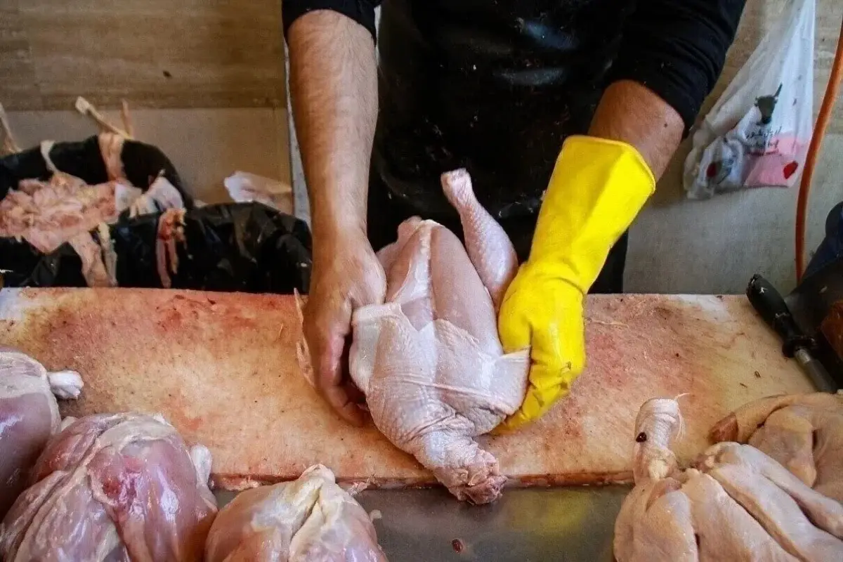 قیمت مرغ به ۲۱۰ هزار تومان رسید