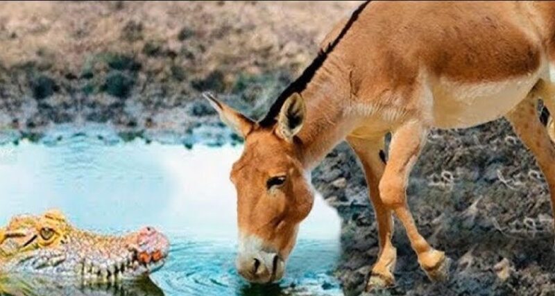 (ویدئو) مستند حیات وحش حیوانات/ راز بقا، این داستان: نبرد نفس‌گیر تمساح وحشی و اُلاغ