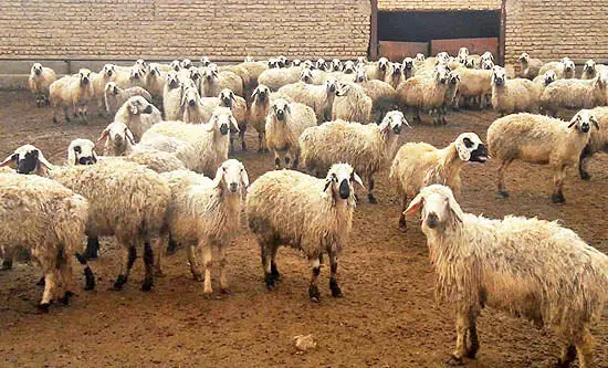 ثبت اطلاعات ۵۷۹ هزار راس دام مازندران در سامانه پهنه‌بندی