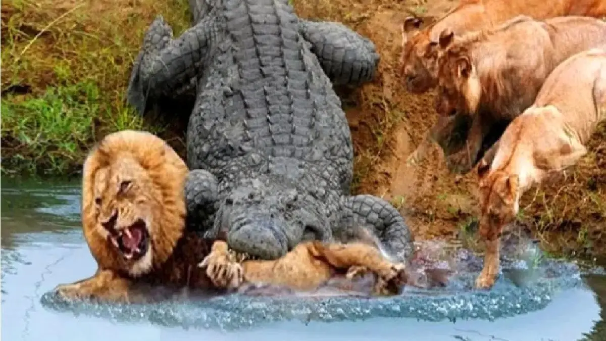 فیلم شاهکار حیات وحش / تمساح پرید به شیر در حال آب خوردن از برکه
