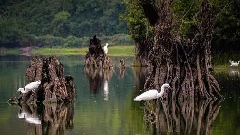 گردشگری| سفر به دریاچه ارواح نوشهر؛ جایی که طبیعت زنده به کابوس تبدیل می‌ شود!